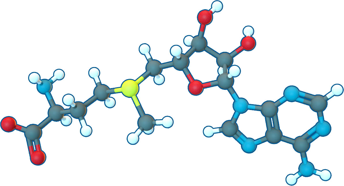 Image of S-Adenosylmethionine (SAMe) | C15H23N6O5S+ | Supreme Pharmatech
